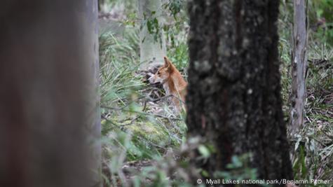 An Identity Crisis for the Australian Dingo