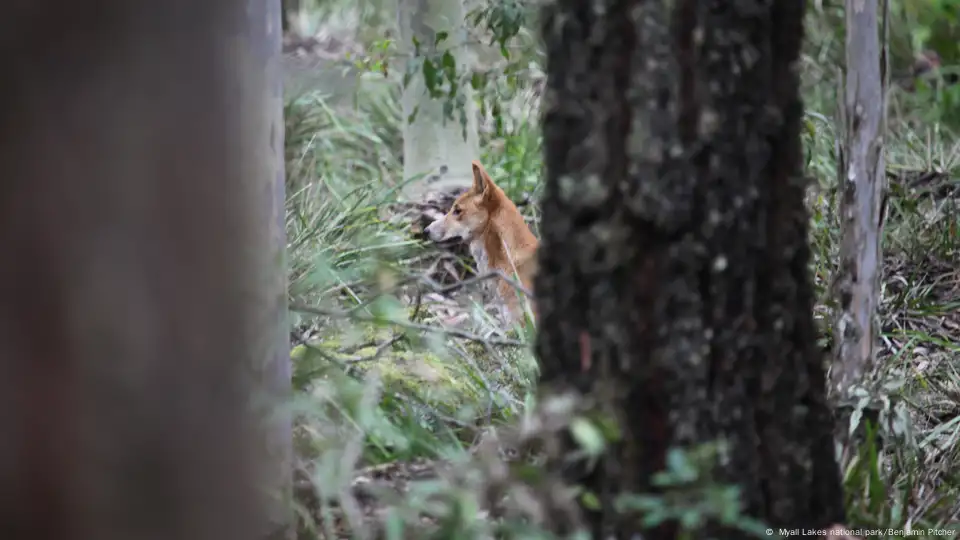 un dingo domesticado