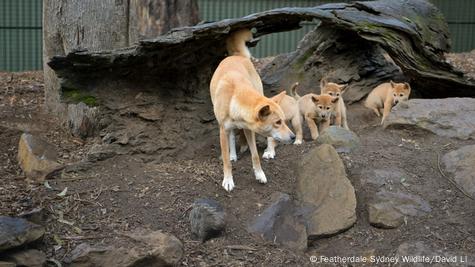 a que familia pertenece el dingo