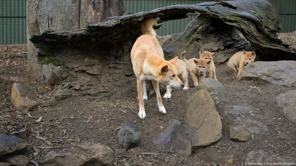 Dingo 'humanely destroyed' after attacks on two children in