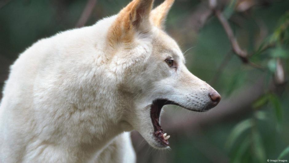 Dingoes could help solve Australia's extinction crisis — if only