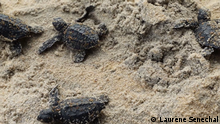  EcoAfrica: Bilder aus der Sendung (11.9.2020)
Collaborating to protect turtles in Ivory Coast