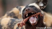 FILE PHOTO: An African wild dog eats a beef carcass in an enclosure at Chester Zoo, northern England, April 5, 2011. REUTERS/Phil Noble/File Photo