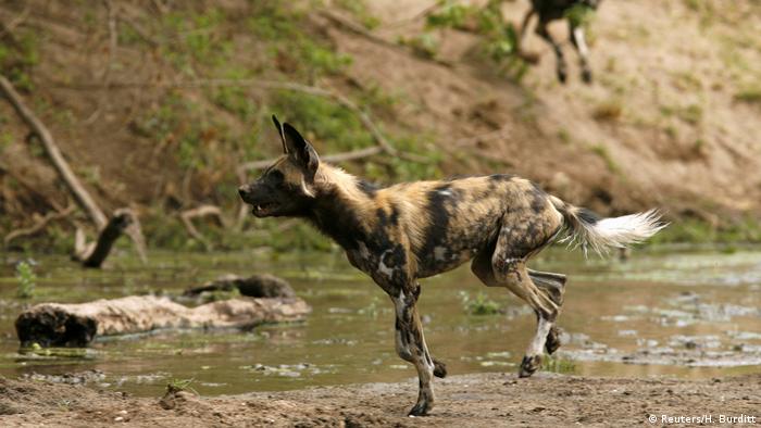 Zimbabwe | Afrikanischer Wildhunde