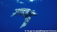 Leatherback turtle swimming {Dermochelys coriacea} off Mexico, Pacific Ocean PUBLICATIONxINxGERxSUIxAUTxONLY 1116349 DougxPerrine
Leatherback Turtle Swimming off Mexico Pacific Ocean PUBLICATIONxINxGERxSUIxAUTxONLY 1116349 DougxPerrine