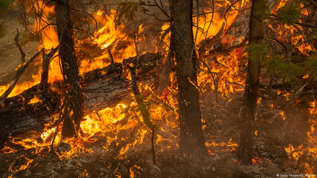 Incendios forestales: ¿por qué algunos árboles se queman y otros no? |  Ciencia y Ecología | DW | 28.09.2020
