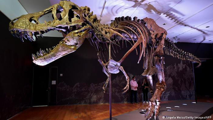 Auktionshaus Christie erwartet Rekordgebote für T-Rex-Skelett namens Stan (Angela Weiss/Getty Images/AFP)