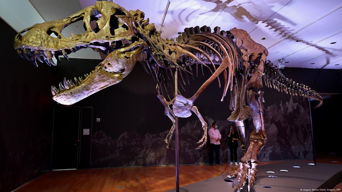 Estudo sugere que existiam duas espécies de tiranossauro além do T. Rex