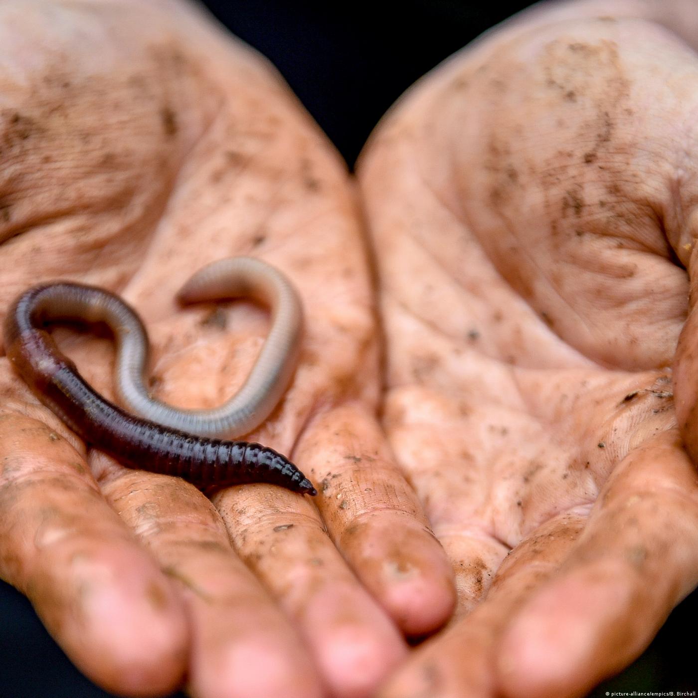 Living Planet: Back from the brink