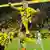 Borussia Dortmund's Erling Haaland leaping in the air after scoring a penalty