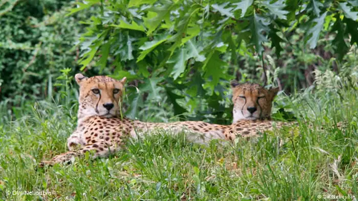 Leopards lying in the grass at the Cologne Zoo (DW/Nelioubin)