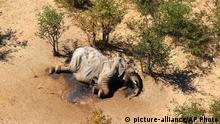 In this supplied photo a dead elephant lies in the bush in the Okavango Delta, Botswana, Monday, May 25, 2020. Botswana says it is investigating a staggeringly high number of elephant carcasses, with 275 found in the popular Okavango Delta area of the southern African nation in recent weeks.(Photo via AP) |