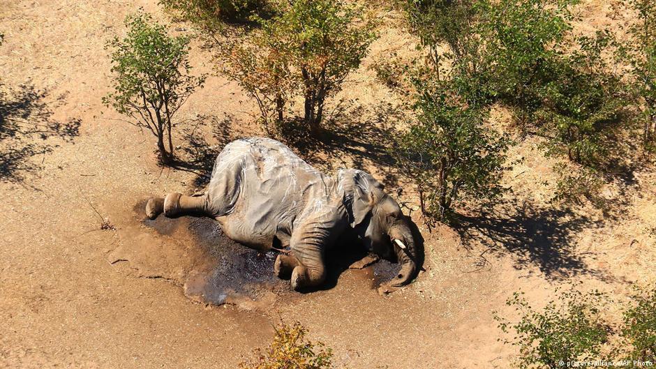 Botswana Bacteria In Water Behind Mass Elephant Deaths News Dw 21 09 2020