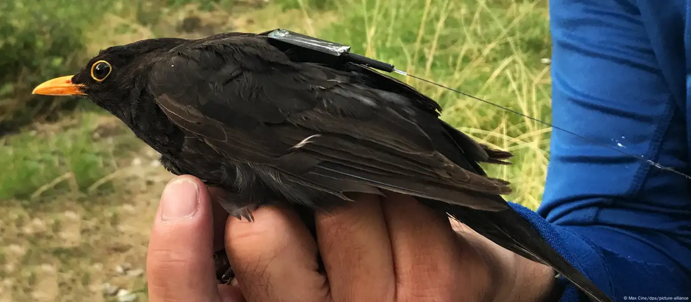 Massive bird die-off 'is an alarm' according to NMSU researcher