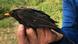 Blackbird with ICARUS transmitter Blackbird with ICARUS transmitter