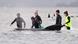 Australien Grindwale vor der Insel Tasmanien gestrandet Australien Grindwale vor der Insel Tasmanien gestrandet