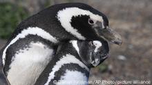 Argentina: denuncian matanza de pingüinos en Punta Tombo