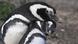Foto simbólica de una pareja de pinguinos en Chubut, Argentina. Foto simbólica de una pareja de pinguinos en Chubut, Argentina.