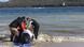 Australien Tasmanien Wale gestrandet Australien Tasmanien Wale gestrandet