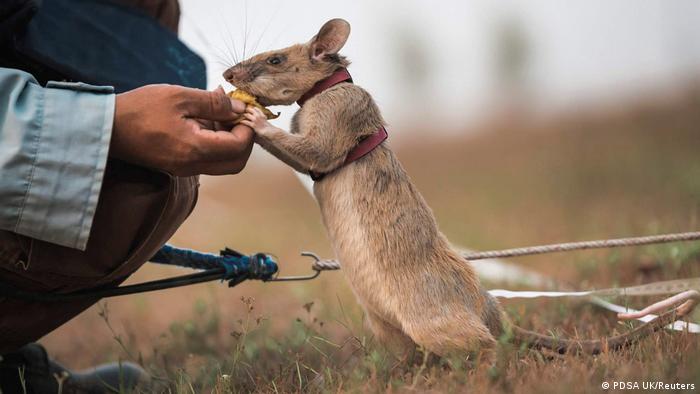 Magawa the rat retires after years of mine-sniffing in Cambodia | News | DW | 05.06.2021