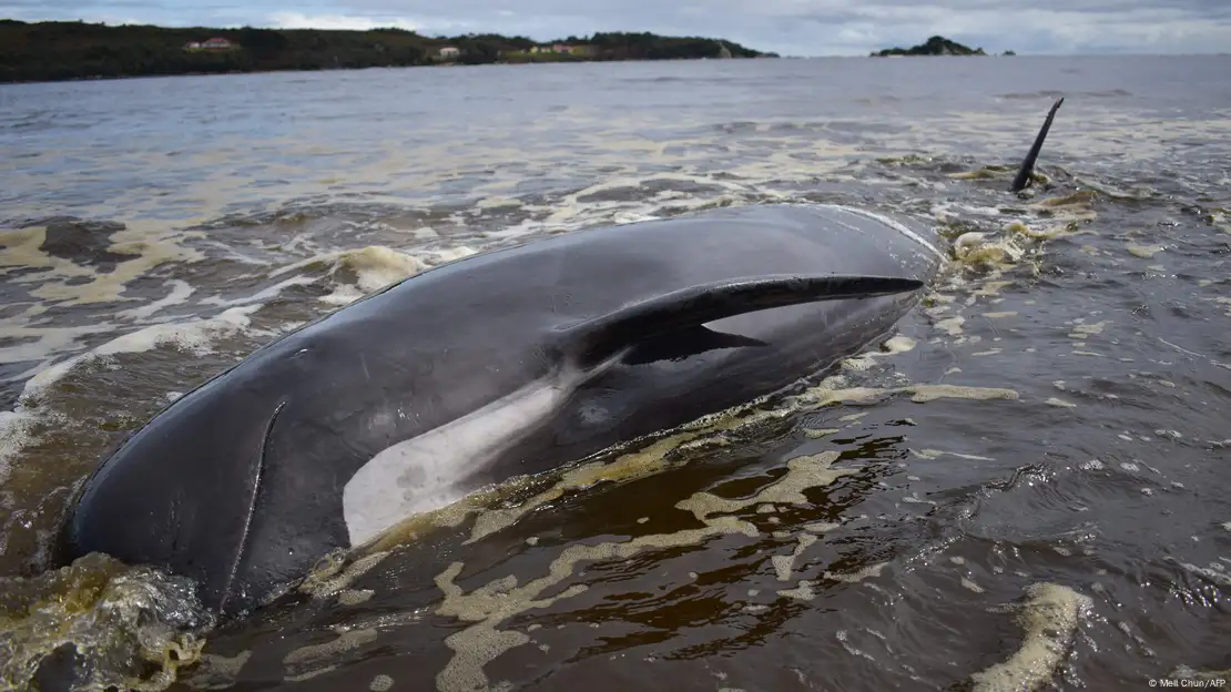 Volunteers working to save nearly 100 beached whales in Australia, but more  than half have died