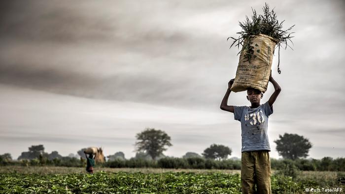 Nigeria Landwirtschaft Bauern