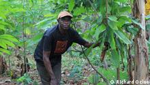Making Ghana's cocoa plantations more sustainable, and more productive