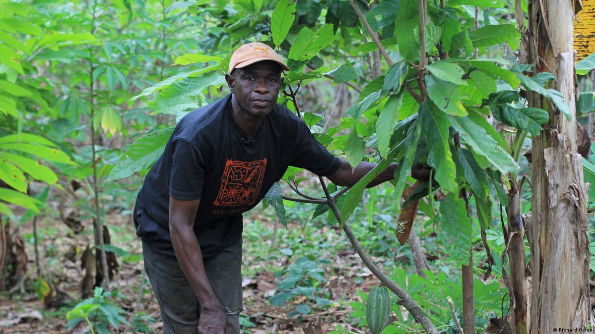Greener, more productive cocoa in Ghana DW 10/09/2020