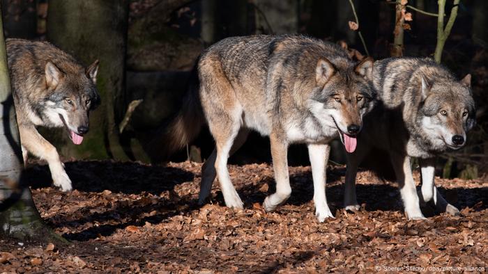 Wolves And Livestock Can They Live In Harmony In Germany Germany News And In Depth Reporting From Berlin And Beyond Dw 04 04 2021