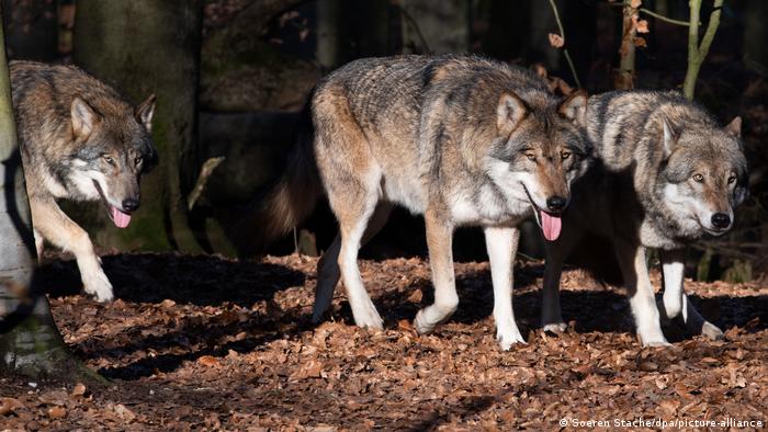 Los lobos están de regreso en bosques y valles de Alemania