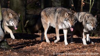 Los lobos están de regreso en bosques y valles de Alemania