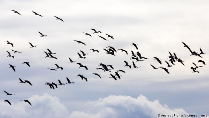 الطيور المهاجرة تخلق توازناً بيئياً مهماً 