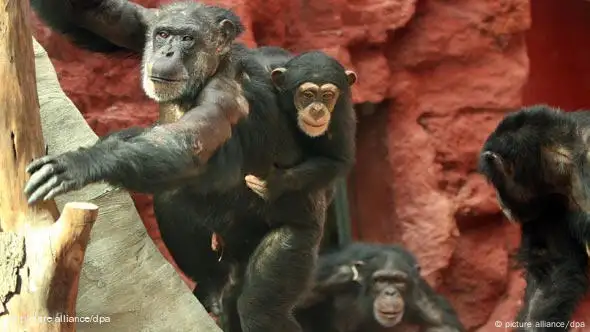 Schimpansen im Zoo Gelsenkirchen (Foto: dpa)