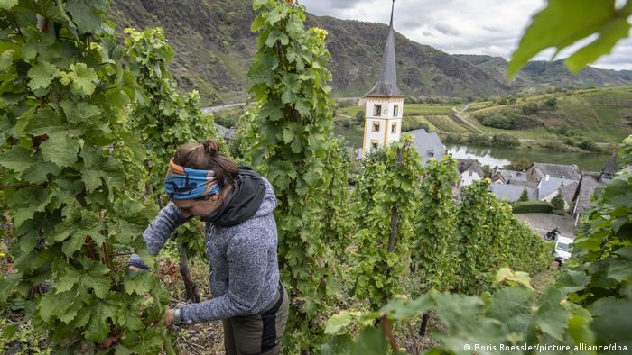 Гора Кальмонт на Мозеле - самый крутой виноградник в мире (фото) |  Информация о Германии и советы туристам | DW | 06.10.2020