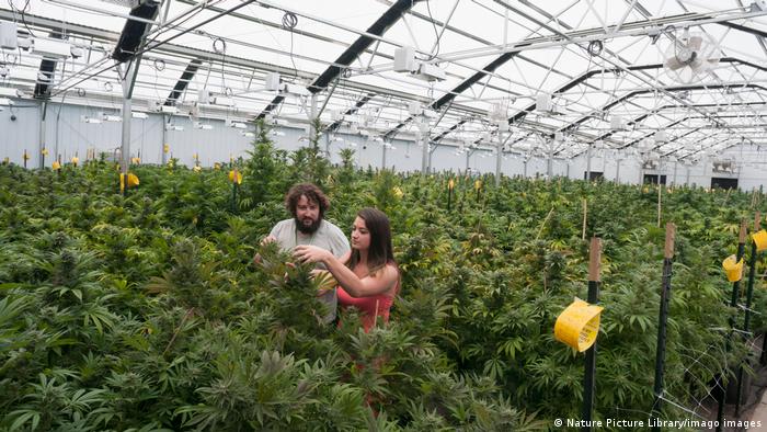 An organic marijuana farm in Colorado, USA.