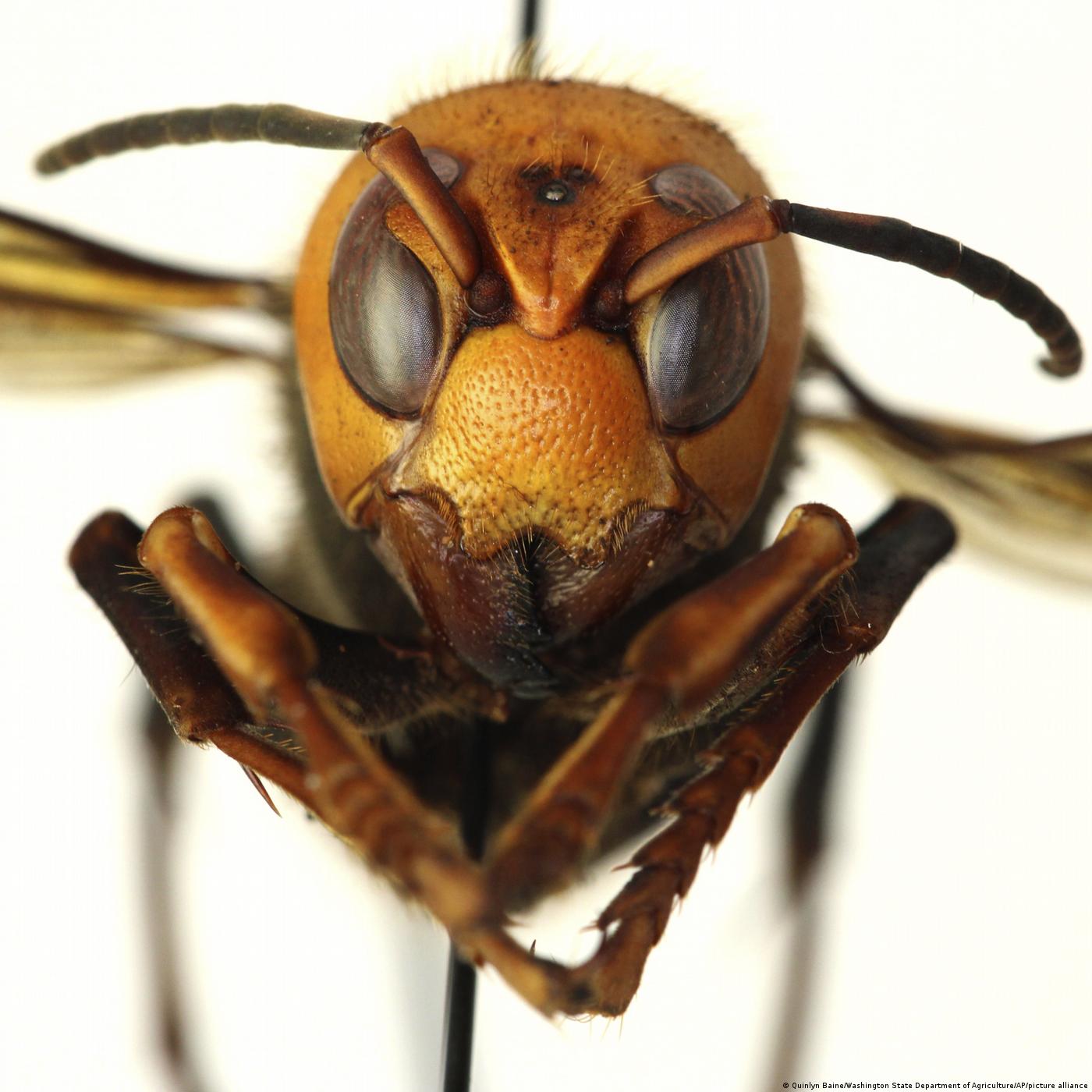 Living Planet: Buggin' out