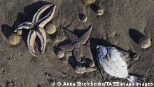  VILYUCHINSK, RUSSIA - OCTOBER 1, 2020: Starfishes and a fish on the shore of the Bezymyannaya Bay. Many dead marine animals are cast ashore in Russia s Kamchatka Territory. Local authorities report water pollution presumably with industrial oil. Anna Strelchenko/TASS PUBLICATIONxINxGERxAUTxONLY TS0E9885 
