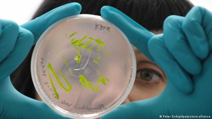 A doctoral student looks at an algal culture in a petri dish