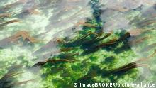 Algen im Hafen von Roscoff, Bretagne, Frankreich, Europa | Verwendung weltweit, Keine Weitergabe an Wiederverkäufer.