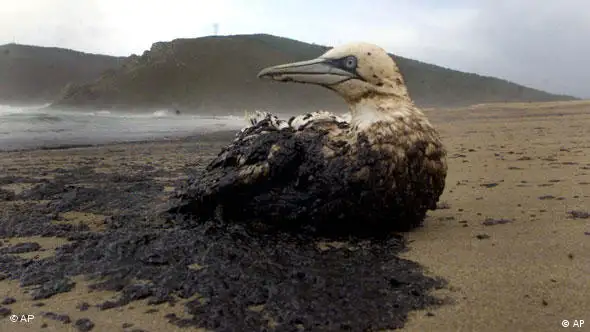 Flash-Galerie Ölverschmutzer Vogel, Spaniens Küste droht eine Ölpest