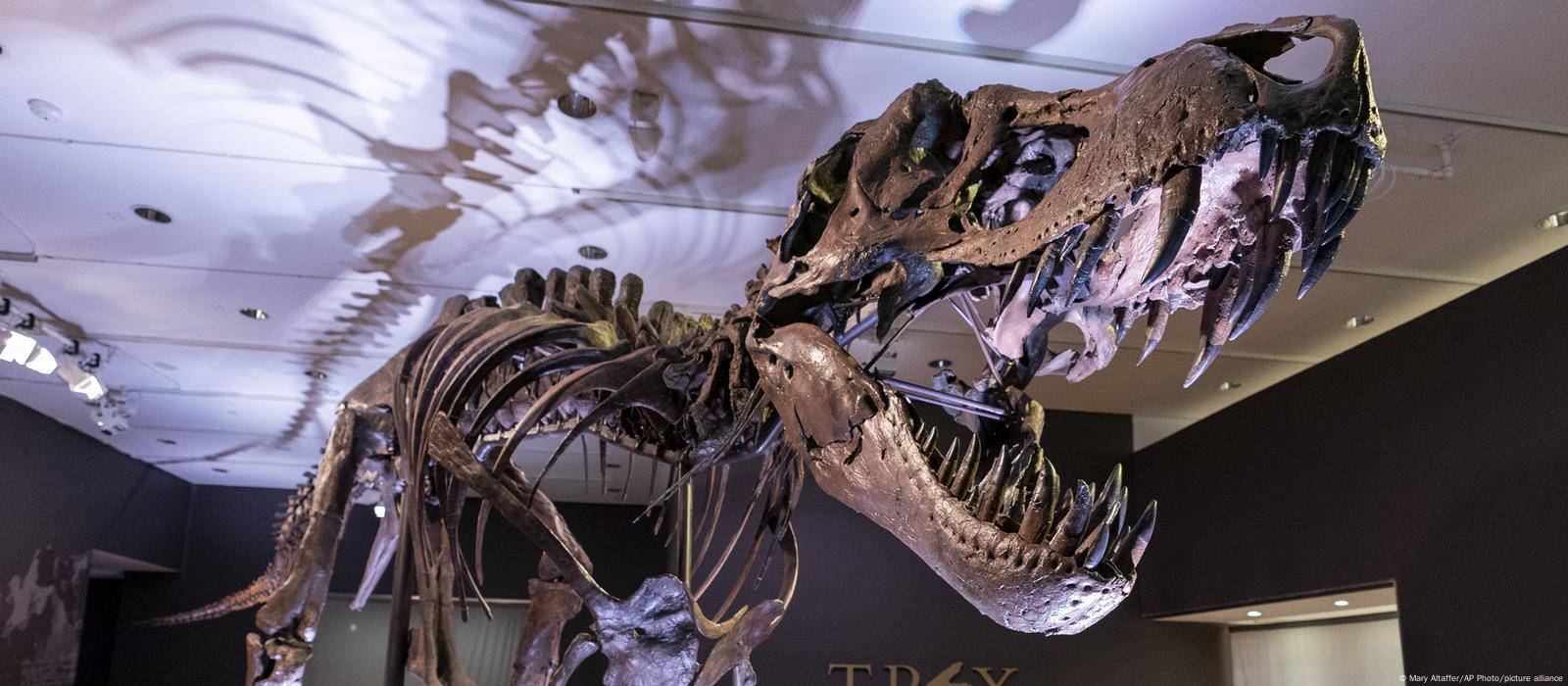 Esqueleto de Tiranossauro Rex será leiloado na Suíça, Mundo