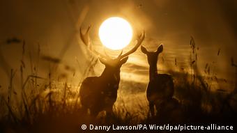 BdTD Großbritannien Hirsche im Sonnenaufgang