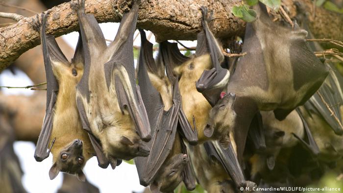 Fruit bats hanging from a tree