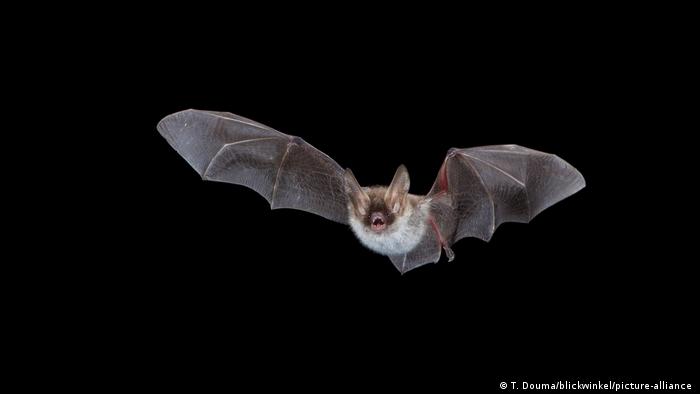 A Bechstein's bat flying through the night
