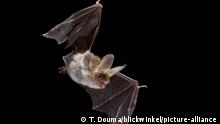 Bechsteinfledermaus, Bechstein-Fledermaus (Myotis bechsteinii), jagt in der Nacht, Belgien | Bechstein's bat (Myotis bechsteinii), flying at night, Belgium | Verwendung weltweit
