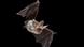 Bechsteinfledermaus I Myotis bechsteinii Bechsteinfledermaus I Myotis bechsteinii