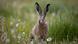 الأرنب البري الأرنب البري