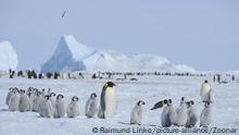 Emperor penguins, Aptenodytes forsteri, Penguin Colony with Adults and Chicks, Snow Hill Island, Antartic Peninsula, Antarctica | Verwendung weltweit