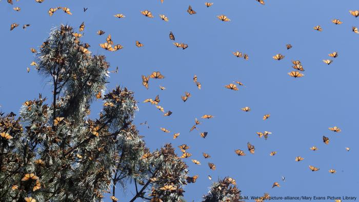 A large number of orange and black monarch butterflies flying around at tree