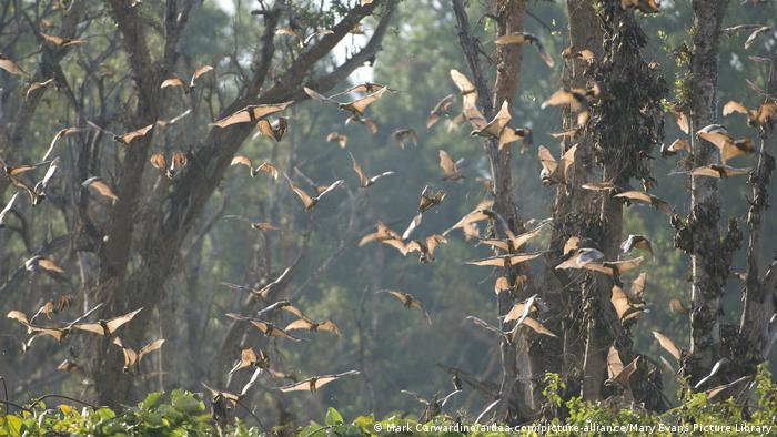 Bats flying in a forest in daytime